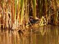 Pukeko reeds